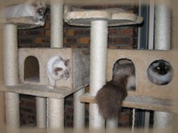 Chats jouant dans l'arbre  chat de la Chatterie des Esses
